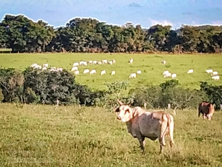 Fazenda em S&atilde;o Jo&atilde;o Batista do Gl&oacute;ria