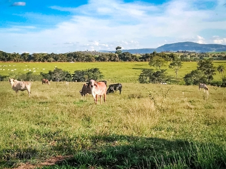 Fazenda em S&atilde;o Jo&atilde;o Batista do Gl&oacute;ria