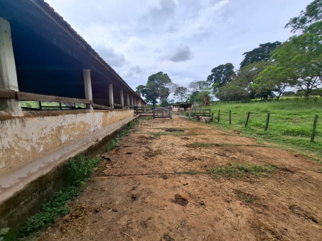 BEL&Iacute;SSIMA FAZENDA NA LINHA DO BANANAL