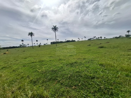 BEL&Iacute;SSIMA FAZENDA NA LINHA DO BANANAL