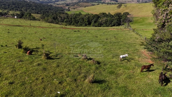 FAZENDA A VENDA 