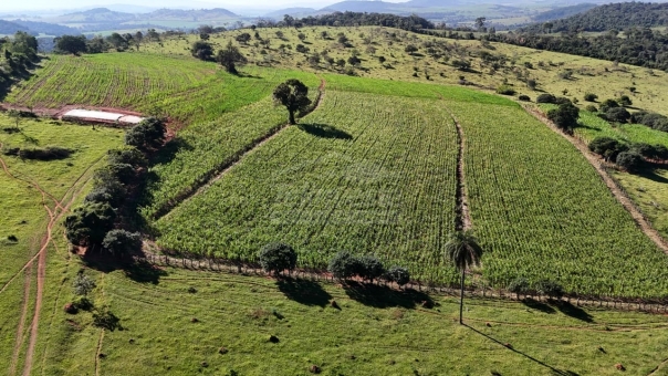 FAZENDA A VENDA 