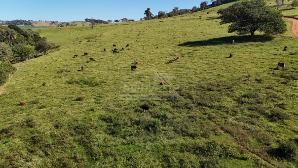 FAZENDA A VENDA 