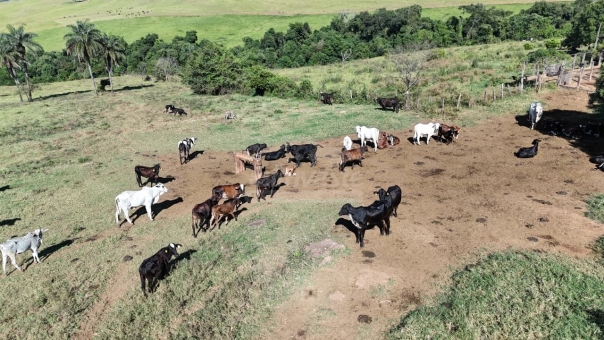 FAZENDA A VENDA 