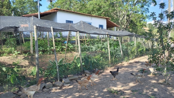 SITIO COM 3 ALQUEIRES NA REGI&Atilde;O DA MUMBUCA 